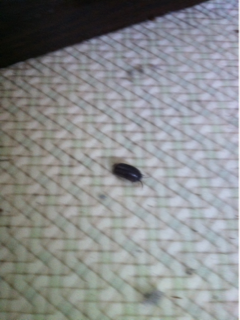 image-20111017113228.png