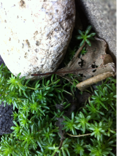 image-20111017115240.png