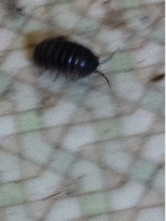 image-20111017121530.png